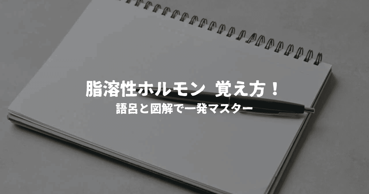 脂溶性ホルモン 覚え方！語呂と図解で一発マスター