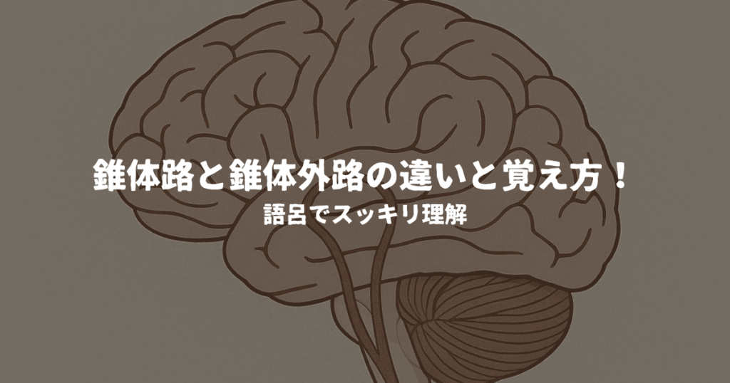 錐体路と錐体外路の違いと覚え方！語呂でスッキリ理解
