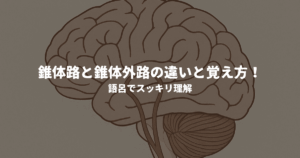 錐体路と錐体外路の違いと覚え方！語呂でスッキリ理解