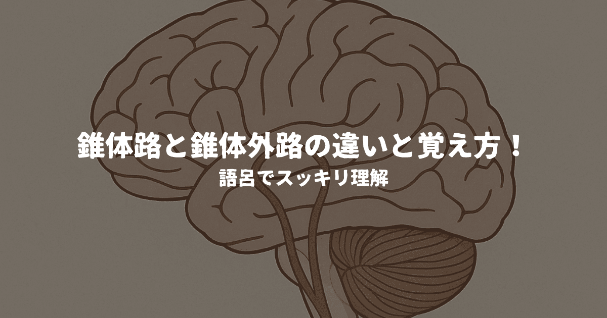 錐体路と錐体外路の違いと覚え方！語呂でスッキリ理解