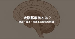大脳基底核とは？構造・働き・疾患との関係を解説！