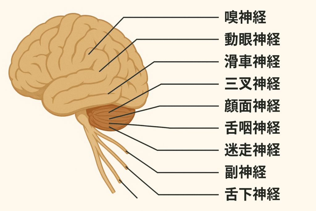 脳神経の基本と分類をおさらい