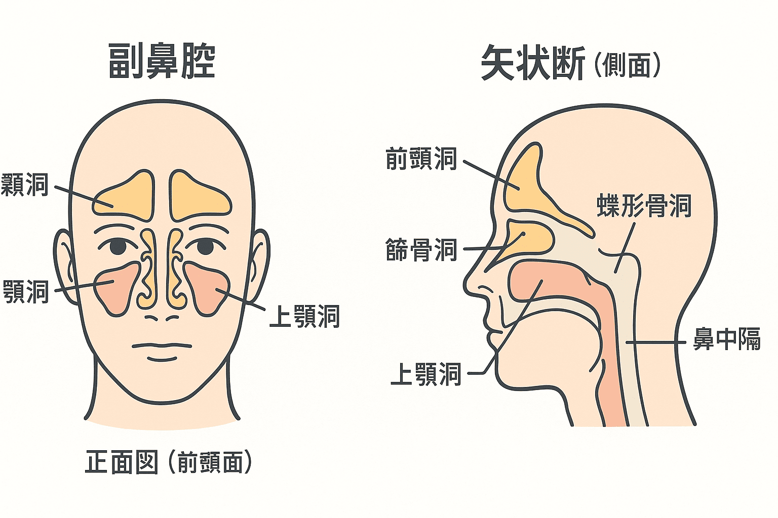 含気骨の基本知識