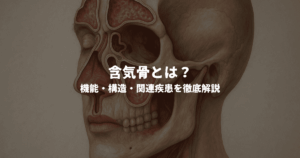 含気骨とは？機能・構造・関連疾患を徹底解説