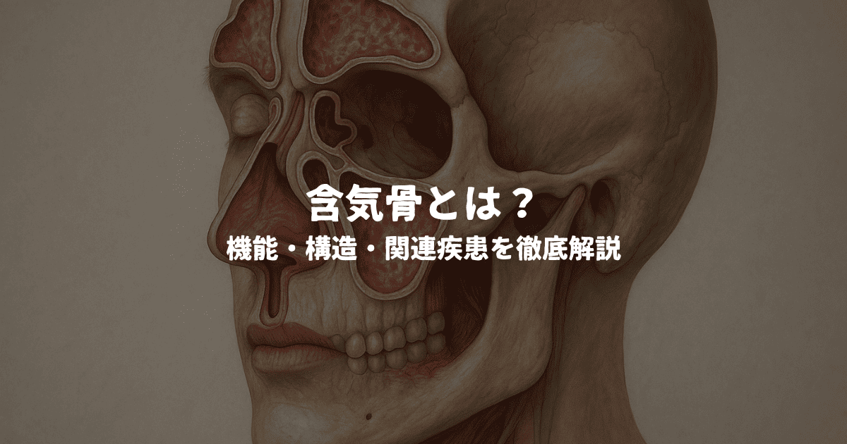 含気骨とは?機能・構造・関連疾患を徹底解説