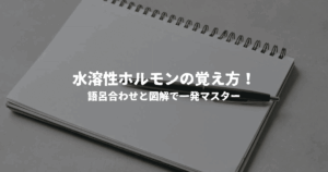 水溶性ホルモンの覚え方！語呂合わせと図解で一発マスター