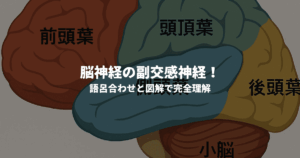 脳神経の副交感神経！語呂合わせと図解で完全理解