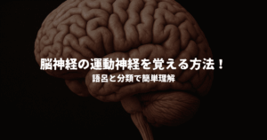 脳神経の運動神経を覚える方法！語呂と分類で簡単理解