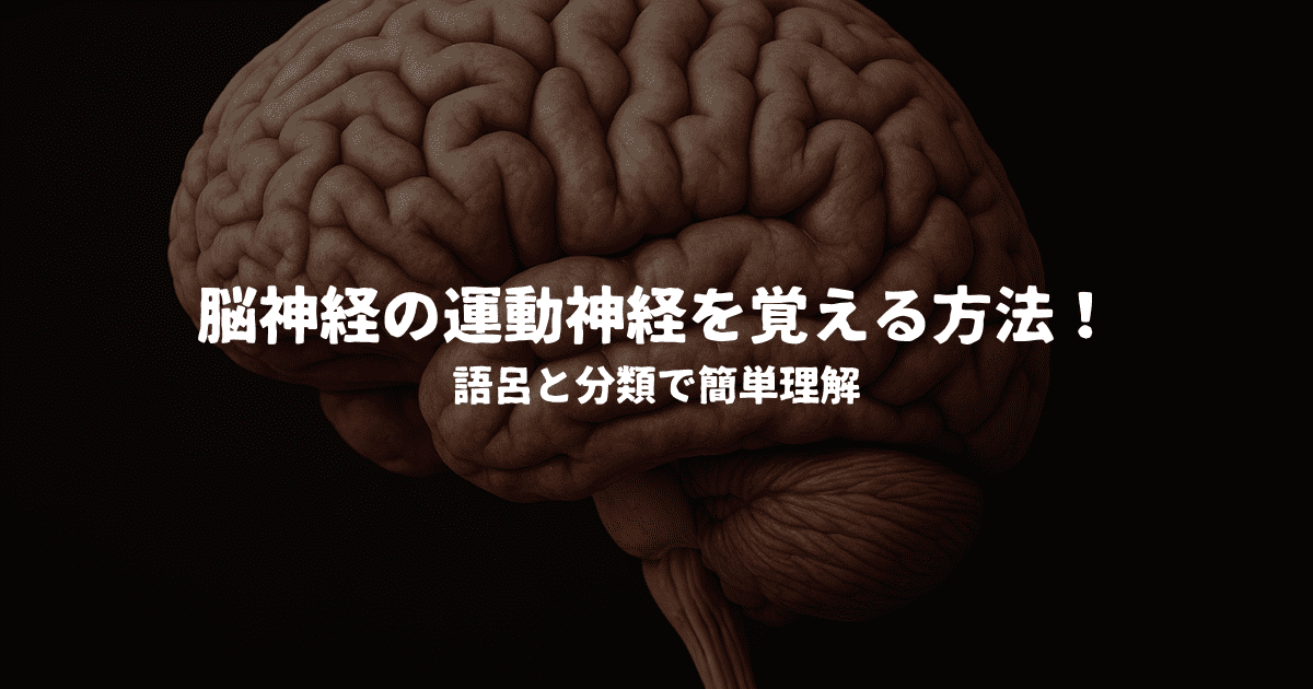 脳神経の運動神経を覚える方法！語呂と分類で簡単理解