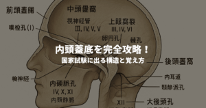 内頭蓋底を完全攻略！国家試験に出る構造と覚え方