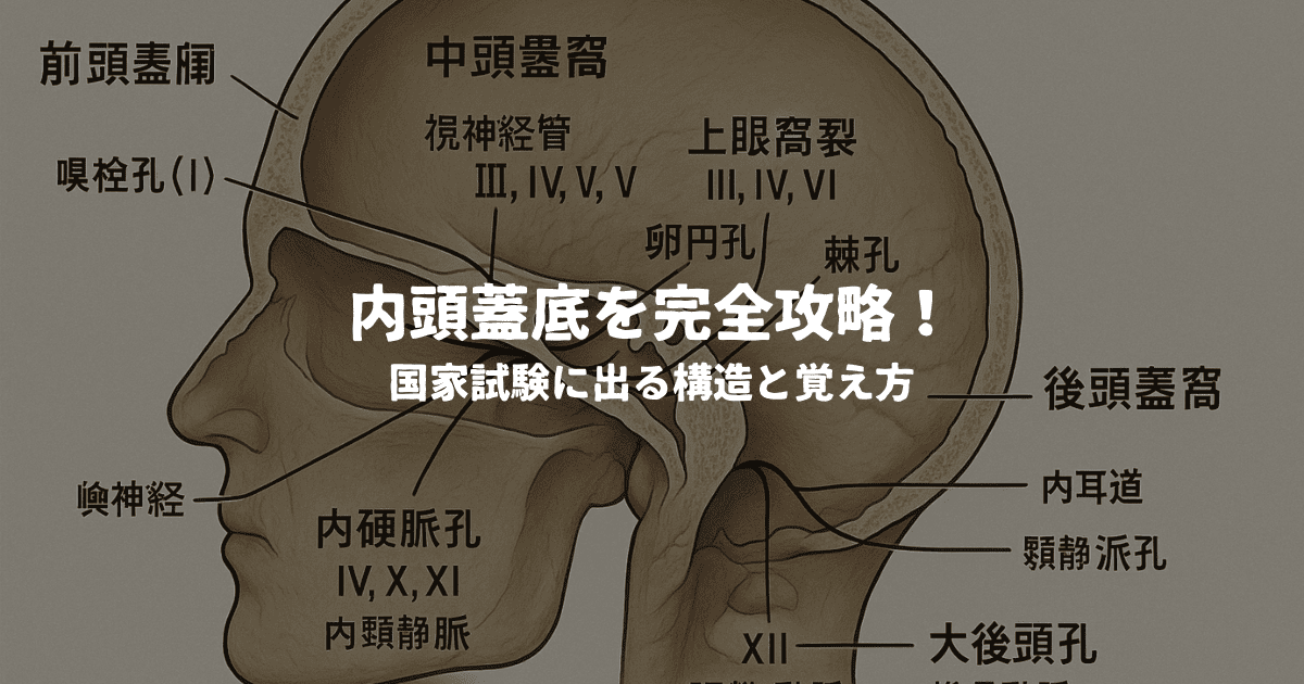 内頭蓋底を完全攻略！国家試験に出る構造と覚え方