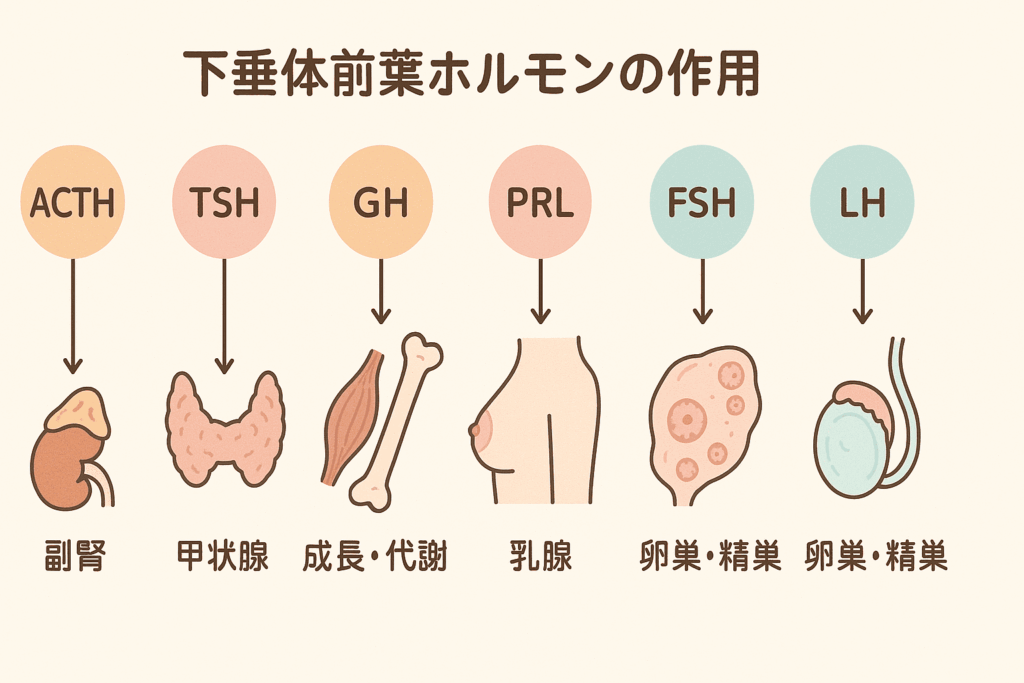 視床下部ホルモンの基本を理解しよう