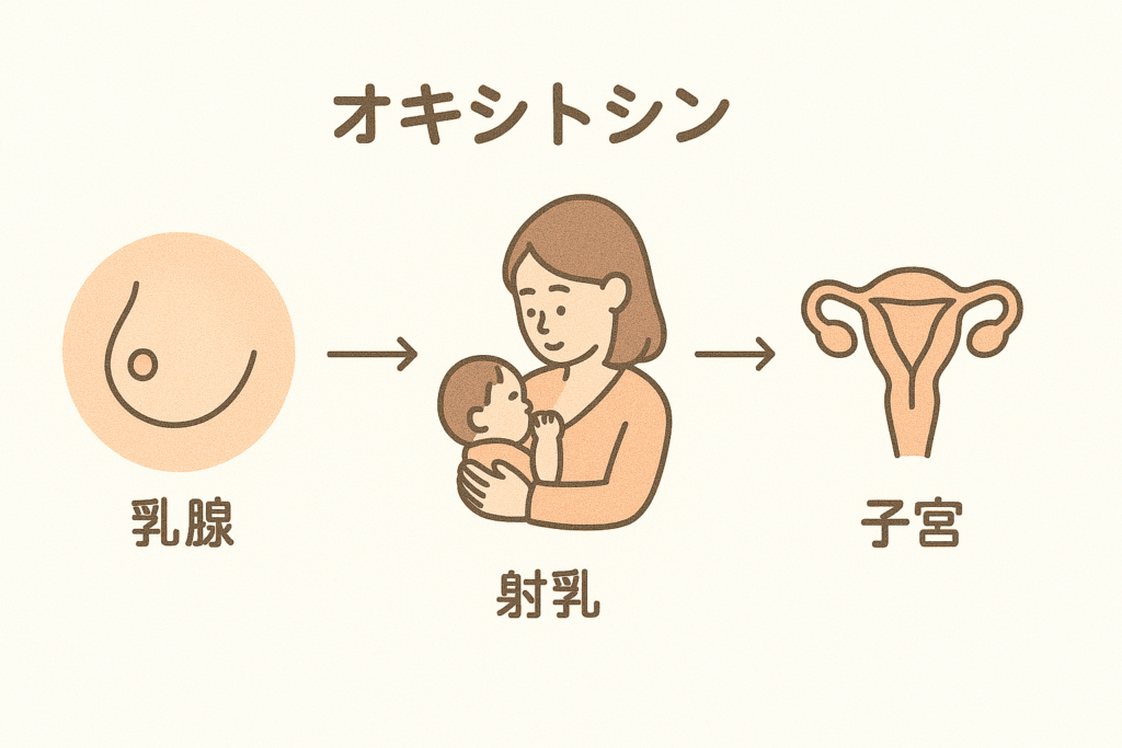 視床下部と下垂体の構造を整理しよう