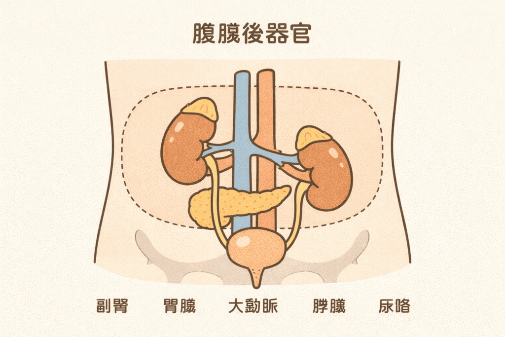 腹膜後器官の基礎知識