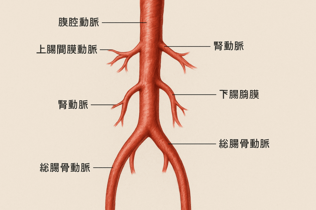 腹部大動脈とは？その基本構造と役割