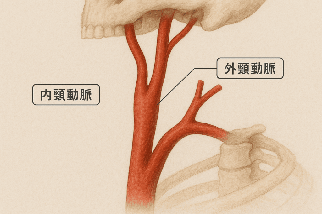 内頸動脈の解剖と基本経路