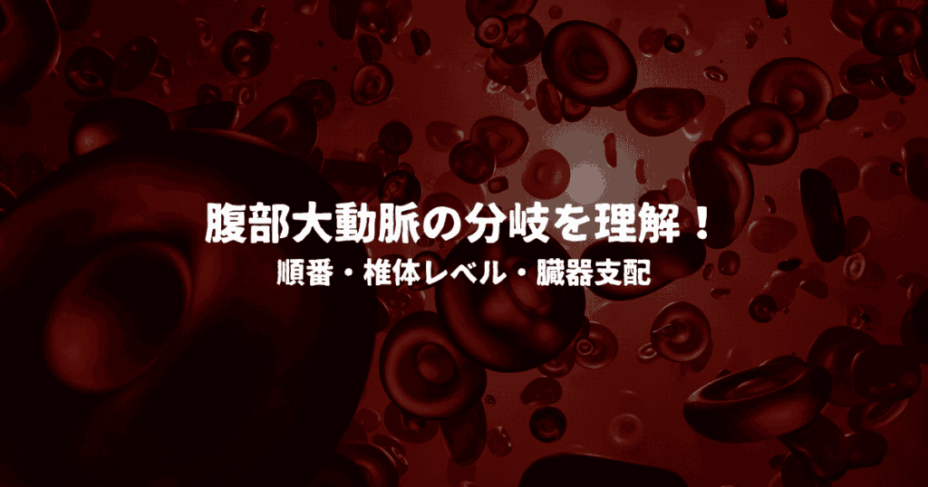 腹部大動脈の分岐を理解！順番・椎体レベル・臓器支配