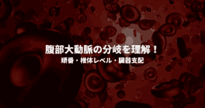 腹部大動脈の分岐を理解！順番・椎体レベル・臓器支配