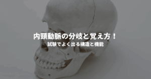 内頸動脈の分岐と覚え方！試験でよく出る構造と機能