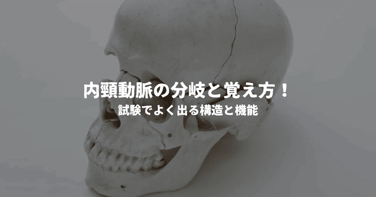 内頸動脈の分岐と覚え方！試験でよく出る構造と機能
