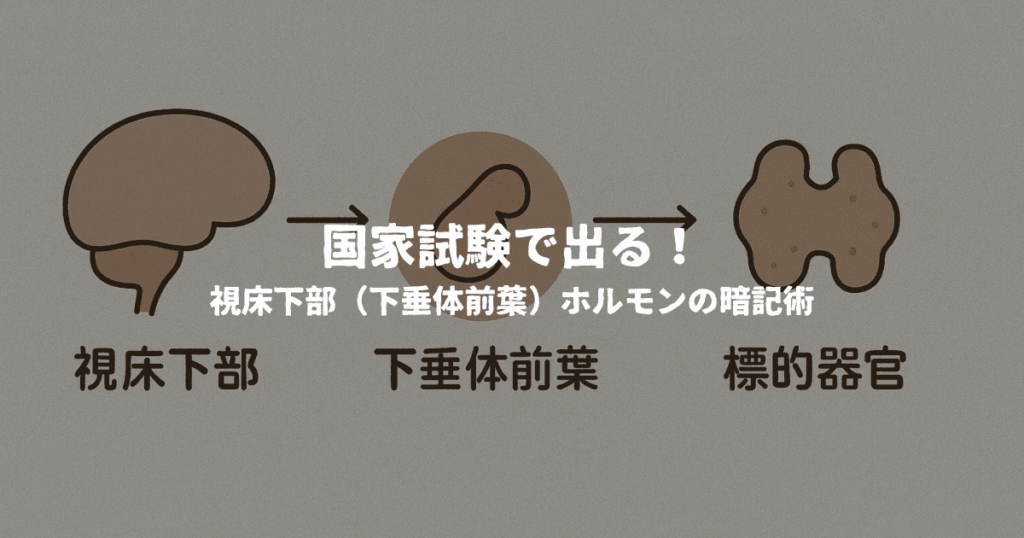 国家試験で出る！視床下部（下垂体前葉）ホルモンの暗記術