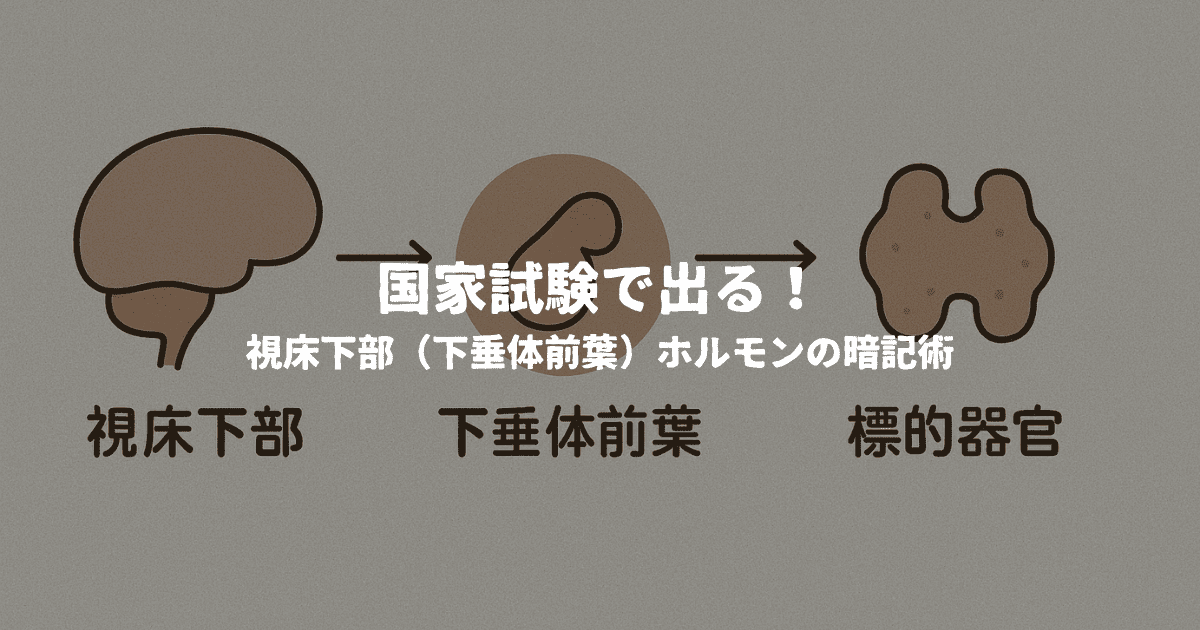 国家試験で出る!視床下部(下垂体前葉)ホルモンの暗記術