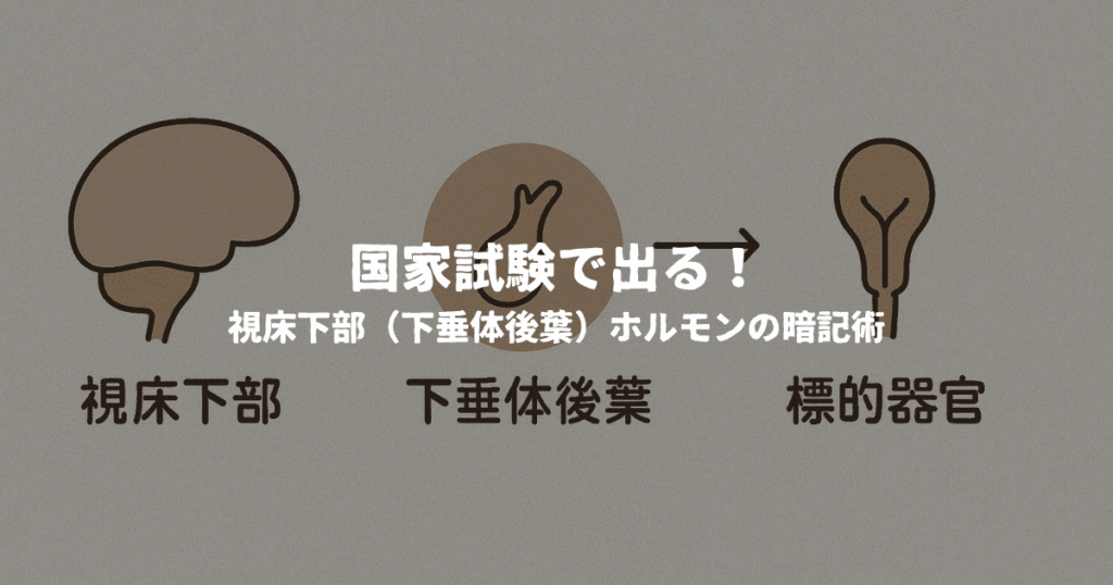 国家試験で出る！視床下部（下垂体後葉）ホルモンの暗記術