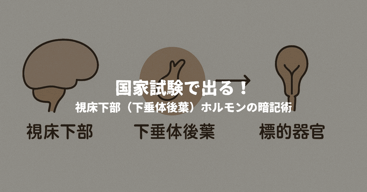 国家試験で出る！視床下部（下垂体後葉）ホルモンの暗記術