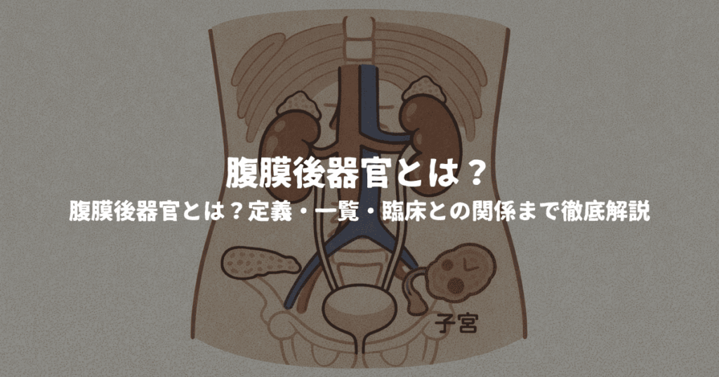 腹膜後器官とは？定義・一覧・臨床との関係まで徹底解説