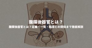 腹膜後器官とは？定義・一覧・臨床との関係まで徹底解説