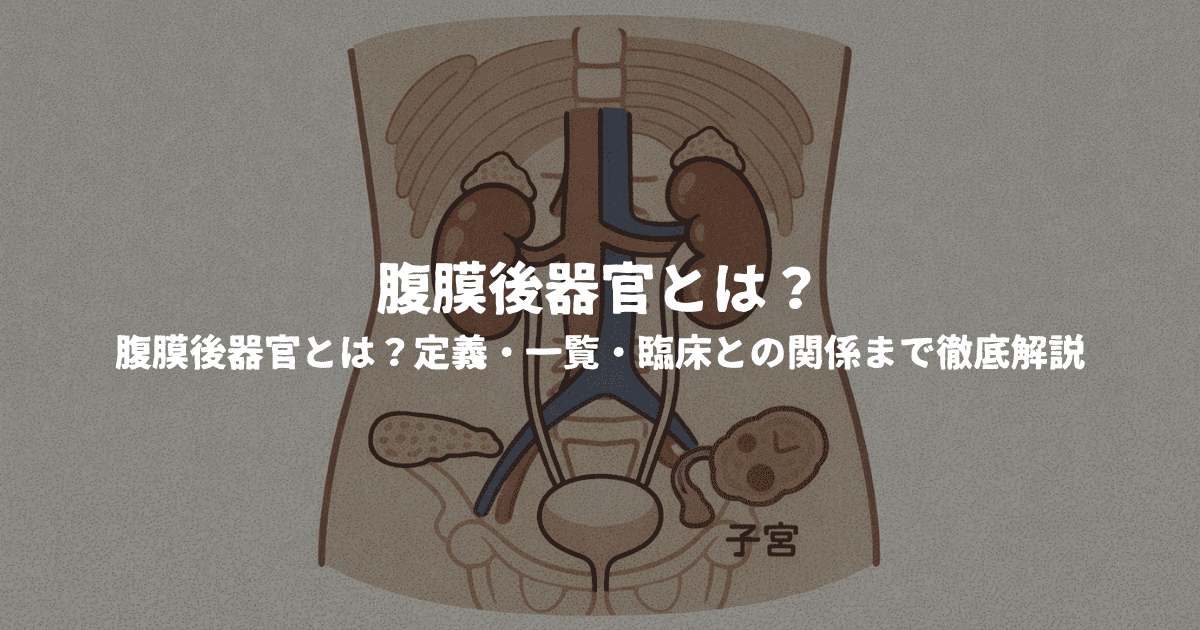 腹膜後器官とは？定義・一覧・臨床との関係まで徹底解説