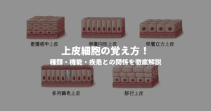 上皮細胞の覚え方！種類・機能・疾患との関係を徹底解説