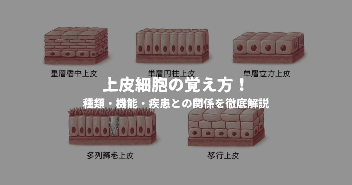 上皮細胞の覚え方！種類・機能・疾患との関係を徹底解説